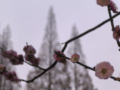-红梅公园