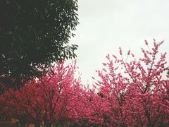 -秀丽东方