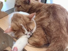 -飞行喵MR PILOT|猫舍·猫咖(静安大融城店)