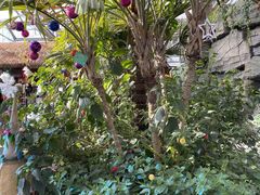 -南宫五洲植物乐园