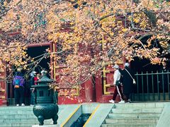 -香山公园