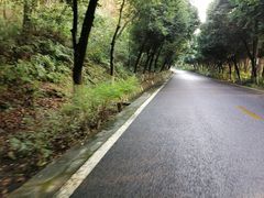 -铁山坪森林公园