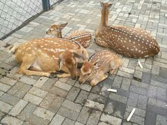 景点-长白岛森林公园