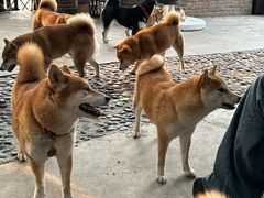 -柴犬高等学院·狗咖·柴犬售卖·宠物训练