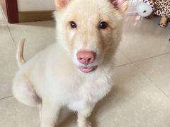 -暖阳宠物医院·犬猫康复中心·骨科