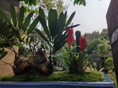 -深圳仙湖植物园
