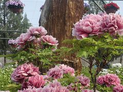 -神州牡丹园