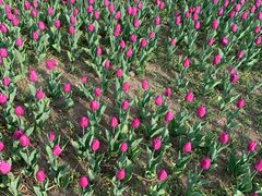 景点-长春公园(普阳街道)