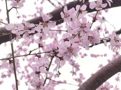 -北京师范大学附属中学