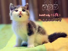 -Bastet sally猫舍购宠(静安店)