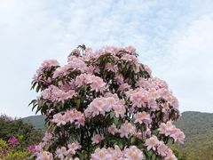 -梧桐山风景名胜区