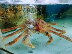 -百鱼庄(仙葫店)