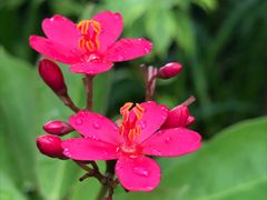 -三亚珠江南田温泉度假区