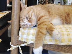 -平行世界·猫咖(首经贸店)