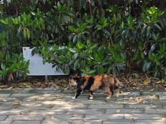 -同济大学(嘉定校区)