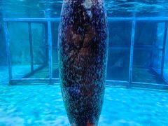 -海合安武汉极地海洋公园