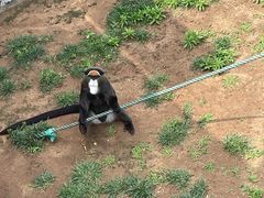 -西霞口神雕山野生动物世界