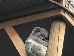 -费瑟代尔野生动物园