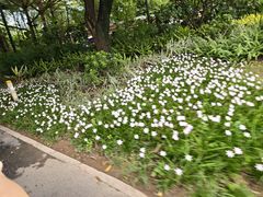 -小洲村