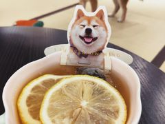 -逗柴咖啡屋·狗咖猫咖宠物桌游