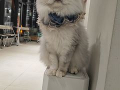 -怪兽屋·羊驼·猫咖·狗咖(俊华广场店)