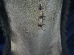 -天使宠物医院·犬猫分诊(彩虹店)