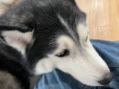 -Husky Go! 哈士奇体验馆·宠物咖啡厅狗咖