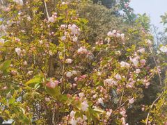 景点-长白岛森林公园