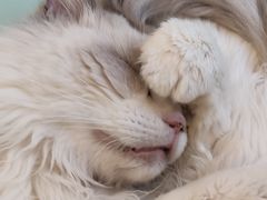 -猫在这儿猫咪咖啡馆·撸猫馆