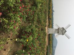 东方普罗旺斯薰衣草庄园-北京东方普罗旺斯薰衣草庄园