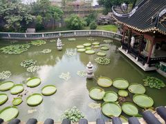 -碧江金楼