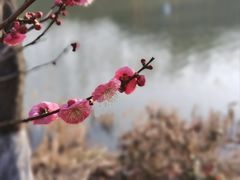 -顾村公园