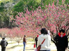 -南国桃园旅游度假区