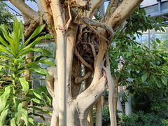 -北京植物园-展览温室