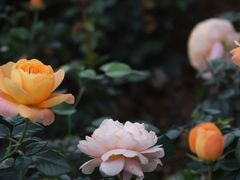 -香蜜公园