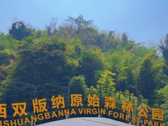 -西双版纳原始森林公园