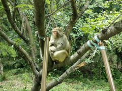 -苏州上方山国家森林公园