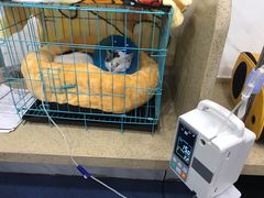 -伟伟宠物医院·CT影像中心·瑞派犬猫综合性门诊(汉口总院)