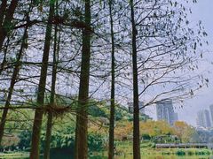 -重庆彩云湖湿地公园