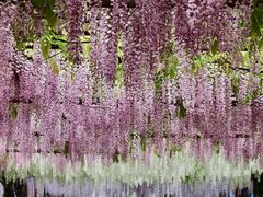 -嘉定紫藤园