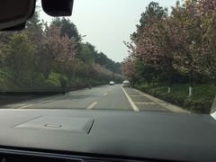 -铁山坪森林公园