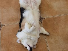-Let's go狗咖·猫咖·奶狗·桌游(春熙路IFS店)