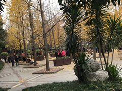 -神仙树公园