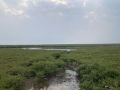 -北海金海湾红树林生态旅游区