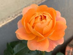 -皇冠幸福里动物奶油生日蛋糕(马祖路店)