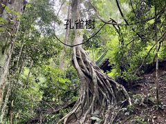 -西双版纳原始森林公园