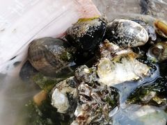 -青岛沙子口国家中心渔港