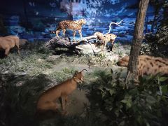 -国家自然博物馆