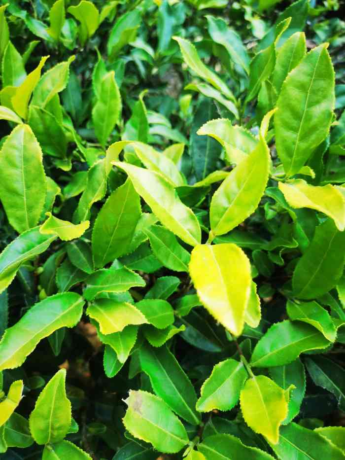 壹山大罗山茶园-"在清远大罗山7215有一座海拔520米7315,.