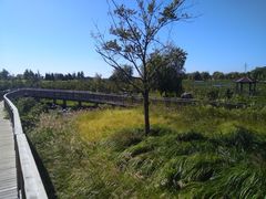 -羊亭河湿地公园